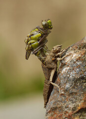Dragonfly hatching from the chrysalis, amazing macro world.
