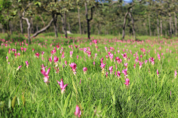 Dok Krachiao (Siam Tulip) flowers bloom festival in Sai Thong National Park Chaiyaphum province, Thailand 