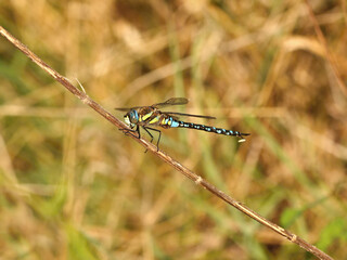 Dragonfly beautiful insect close-up view in morning light