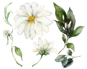 Watercolor floral set featuring flowers and buds. Hand-drawn elements of a plant on a white background. An outdoor illustration for design, printing or fabric background.