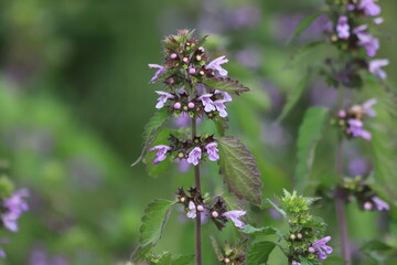 Ballota nigra. Black horehound with violet flowers, medicinal plant.