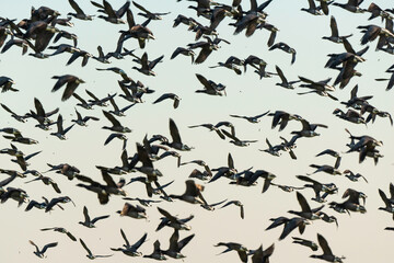 Bernache cravant,.Branta bernicla, Brant Goose, marais; region Pays de Loire; marais Breton; 85, Vendée, Loire Atlantique, France