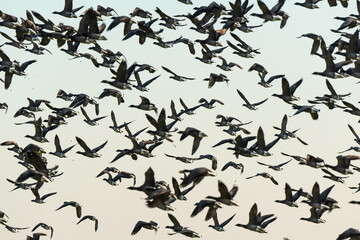 Bernache cravant,.Branta bernicla, Brant Goose, marais; region Pays de Loire; marais Breton; 85,...