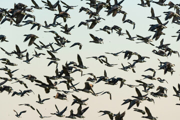 Bernache cravant,.Branta bernicla, Brant Goose, marais; region Pays de Loire; marais Breton; 85, Vendée, Loire Atlantique, France