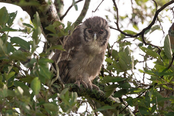 Grand duc de Verreaux,.Ketupa lactea, Verreaux's Eagle Owl