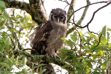 Grand duc de Verreaux,.Ketupa lactea, Verreaux's Eagle Owl