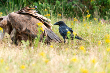 Grand Corbeau,.Corvus corax, Northern Raven, Vautour fauve,.Gyps fulvus, Griffon Vulture, Parc naturel régional des grands causses 48, Lozere, France