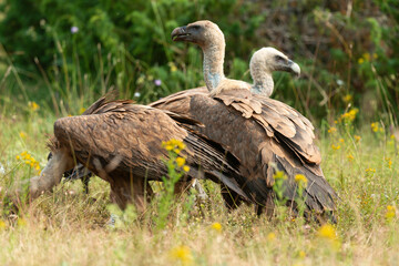 Vautour fauve,.Gyps fulvus, Griffon Vulture, Parc naturel régional des grands causses 48, Lozere, France