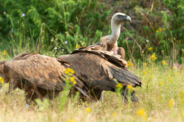 Vautour fauve,.Gyps fulvus, Griffon Vulture, Parc naturel régional des grands causses 48, Lozere, France