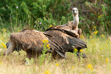 Vautour fauve,.Gyps fulvus, Griffon Vulture, Parc naturel régional des grands causses 48, Lozere, France