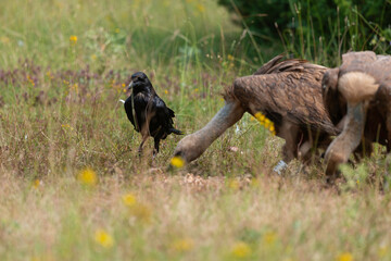 Grand Corbeau,.Corvus corax, Northern Raven, Vautour fauve,.Gyps fulvus, Griffon Vulture, Parc naturel régional des grands causses 48, Lozere, France