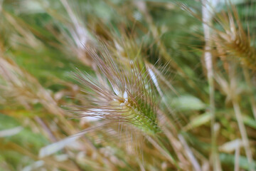 Spikes Hordeum murinum . Early farming stage. Agriculture concept with selective focus with shallow depth of field.