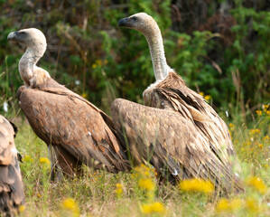 Vautour fauve,.Gyps fulvus, Griffon Vulture, Parc naturel régional des grands causses 48, Lozere, France