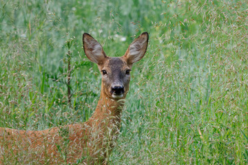 Young roe doe in tall grass, close-up portrait photo