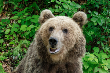 Obraz premium Brown bear closeup portrait in forest