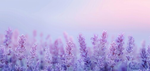 Fototapeta premium Lavender field at sunset. The Provence, France.