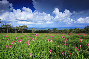Dok krachiao blooming or Siam-Tulip festival in Thung Bua Sawan (Sai Thong National Park) Chaiyaphum, Thailand 