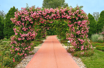 pink paht leading through a plant arch with pink flourishing roses at the public garden Tulln,...