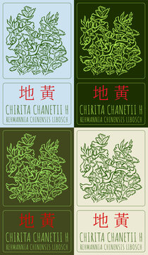 Set of vector drawing CHIRITA CHANETII H in Chinese in various colors. Hand drawn illustration. The Latin name is REHMANNIA CHINENSIS LIBOSCH.
