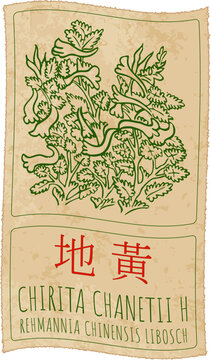 Vector drawing CHIRITA CHANETII H in Chinese. Hand drawn illustration. The Latin name is REHMANNIA CHINENSIS LIBOSCH.

