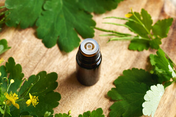 Greater celandine or tetterwort tincture in a brown bottle with fresh blooming Chelidonium majus plant