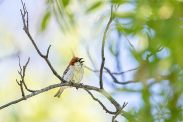 russet sparrow