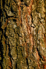 Texture of pine tree trunk
