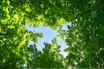 Fototapeta premium Digital generated image of tall trees forming heart shape against blue sky. Sustainability concept.