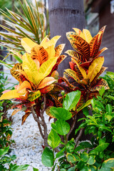 A Croton plant featuring striking yellow and red patterned leaves