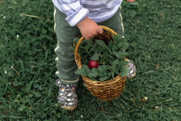 A small unrecognizable boy holds a small wicker basket with red radishes
