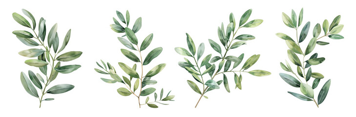 Fototapeta premium Watercolor greenery set isolated on transparent background.