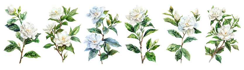 Watercolor white flower set isolated on transparent background.