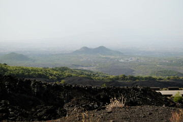 vineyard in the background