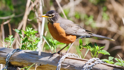 Fototapeta premium American Robin in its natural environment , generated by AI