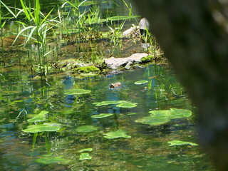 カルガモの子供がいる池の風景