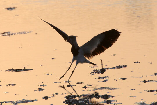 Um pernilongo chegando para degustar os crust&aacute;ceos da lagoa de Guaratiba - Maric&aacute; -RJ