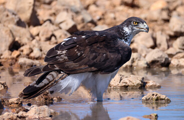 a martial eagle stands in the water of a waterhole in Etosha Nationalpark