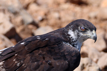 well visible nictitating skin of a martial eagle