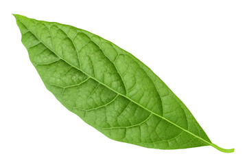 Fototapeta premium Leaf of avocado isolated on white background. Top view. Flat lay