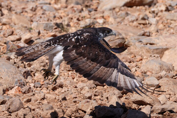 taking off martial eagle in Etosha NP