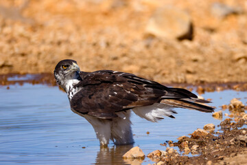 a martial eagle stands in the water of a waterhole in Etosha Nationalpark