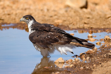 martial eagle stands in a waterhole