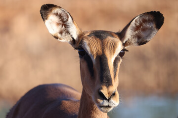 portrait picture of a female impala antelope