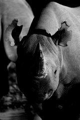 black and white image of a black rhino in Namibia