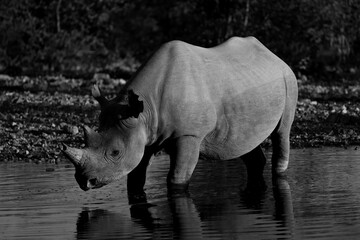 black and white image of a black rhino in Namibia © Marcel