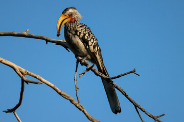 a southern yellow-billed hornbill sits on a branch