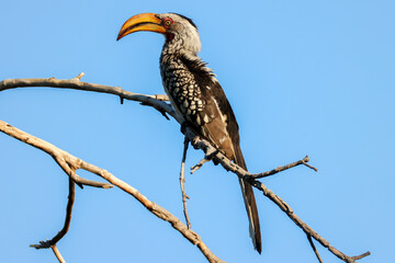 a southern yellow-billed hornbill sits on a branch