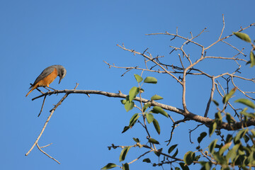 a short-toed rock thrush sits on a branch