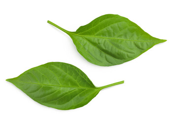 Sweet pepper leaf closeup isolated on white background
