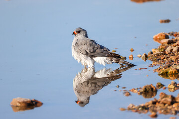 A goshawk stands in the water of a waterhole and is reflected in it
